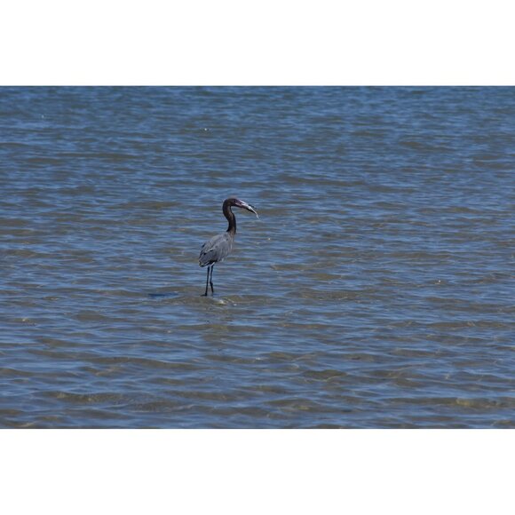 Nikon AF-S DX Nikkor Zoom Lens 55-200mm f/4-5.6 G ED VR AF w/ Bag & Hood MINT - Picture 8 of 8